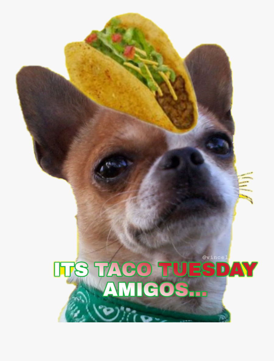 #chihuahua Taco Tuesday @vince1 #sctuesdaythoughts - Chihuahua, Transparent Clipart