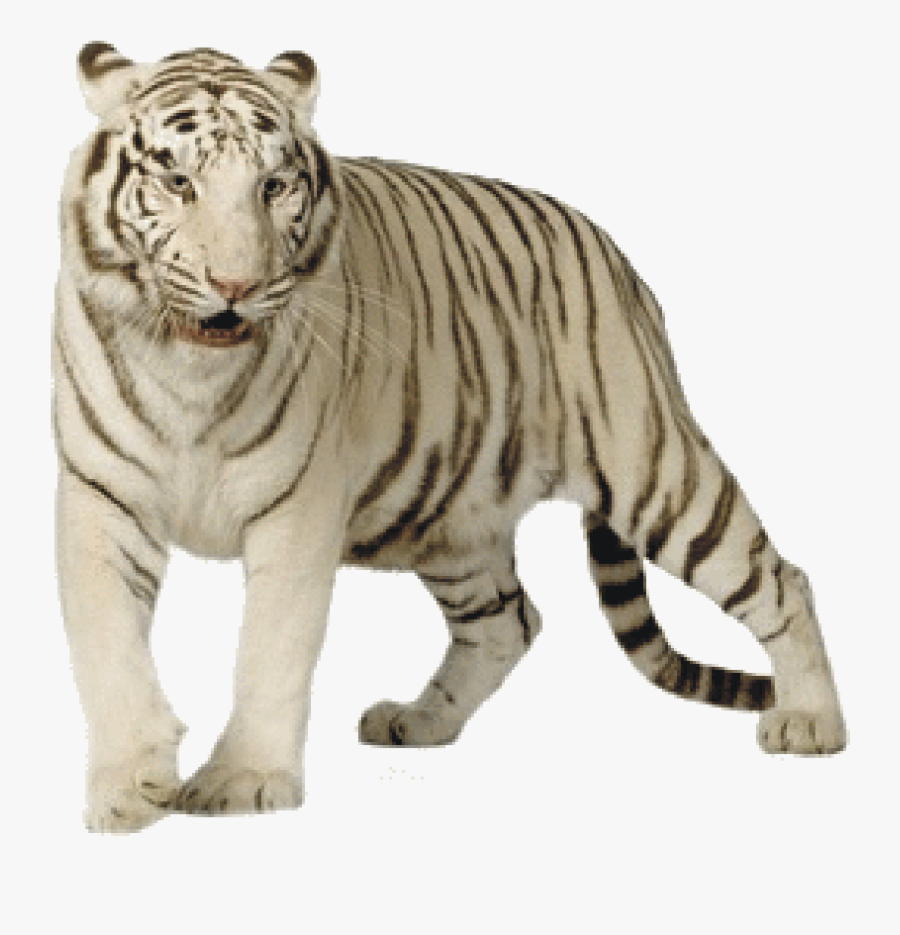 White Tiger Png Transparent Images - White Bengal Tiger In White Background, Transparent Clipart
