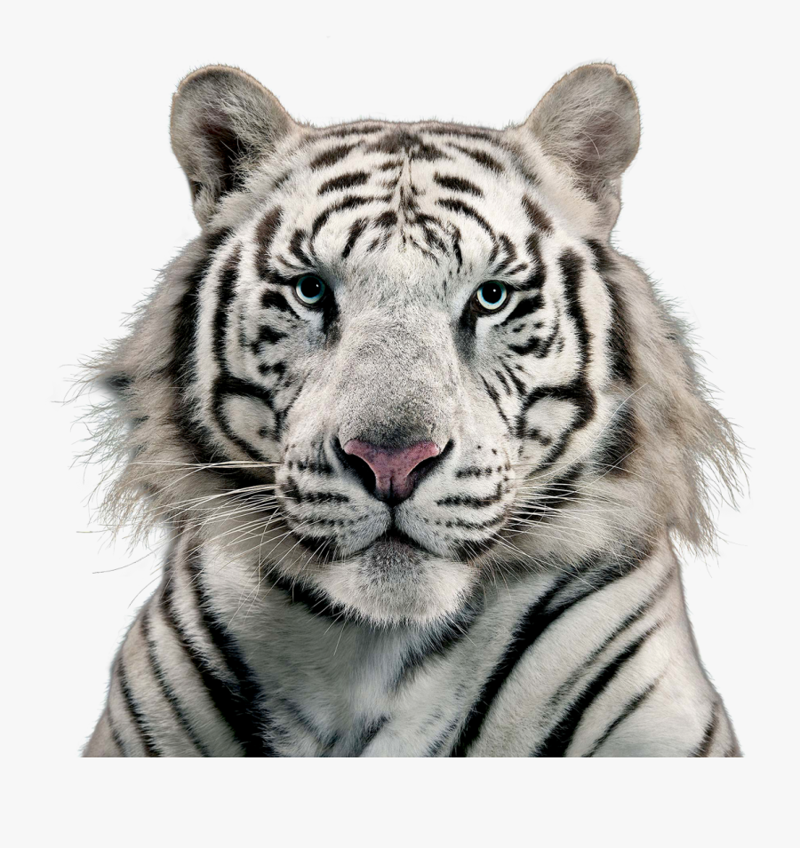 White Tiger Png Image, Transparent Clipart