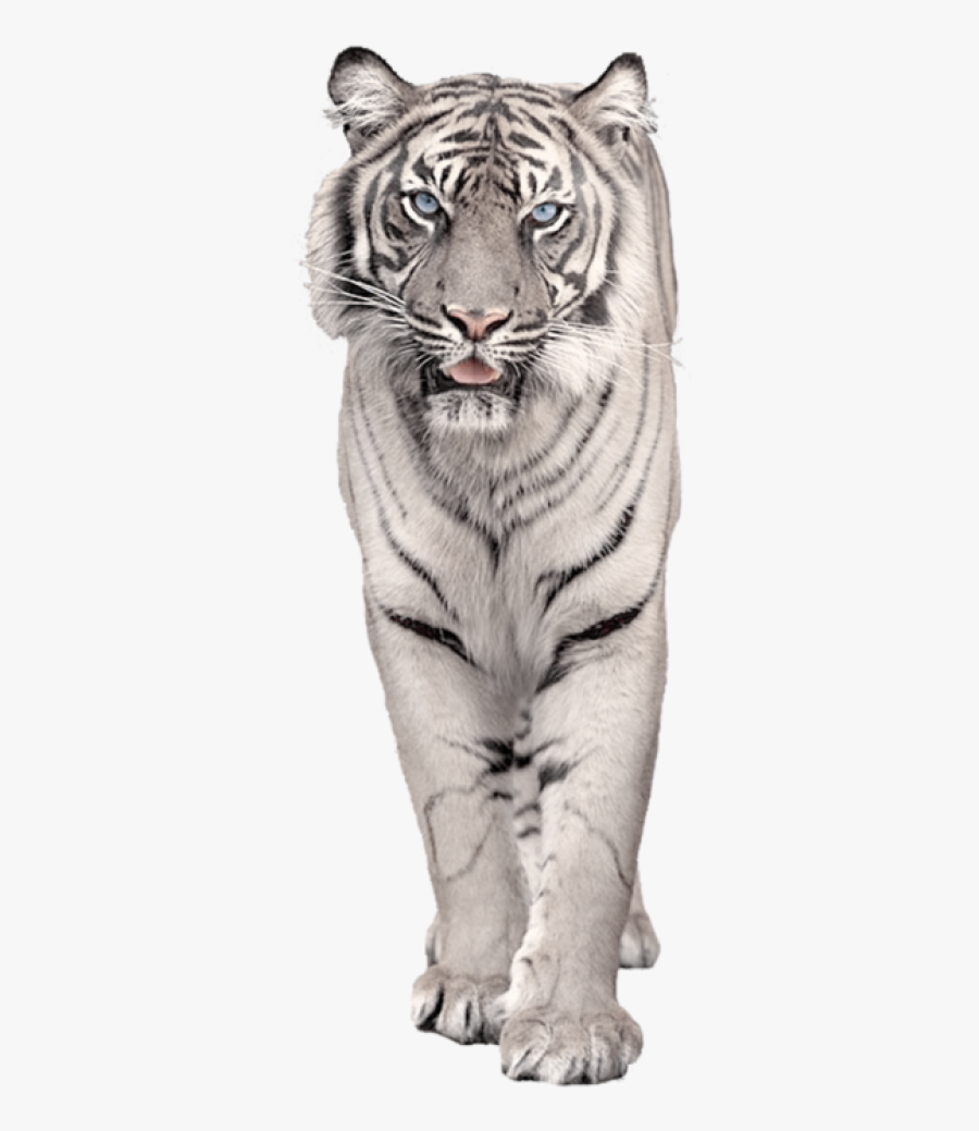 Transparent Background White Tiger Png, Transparent Clipart