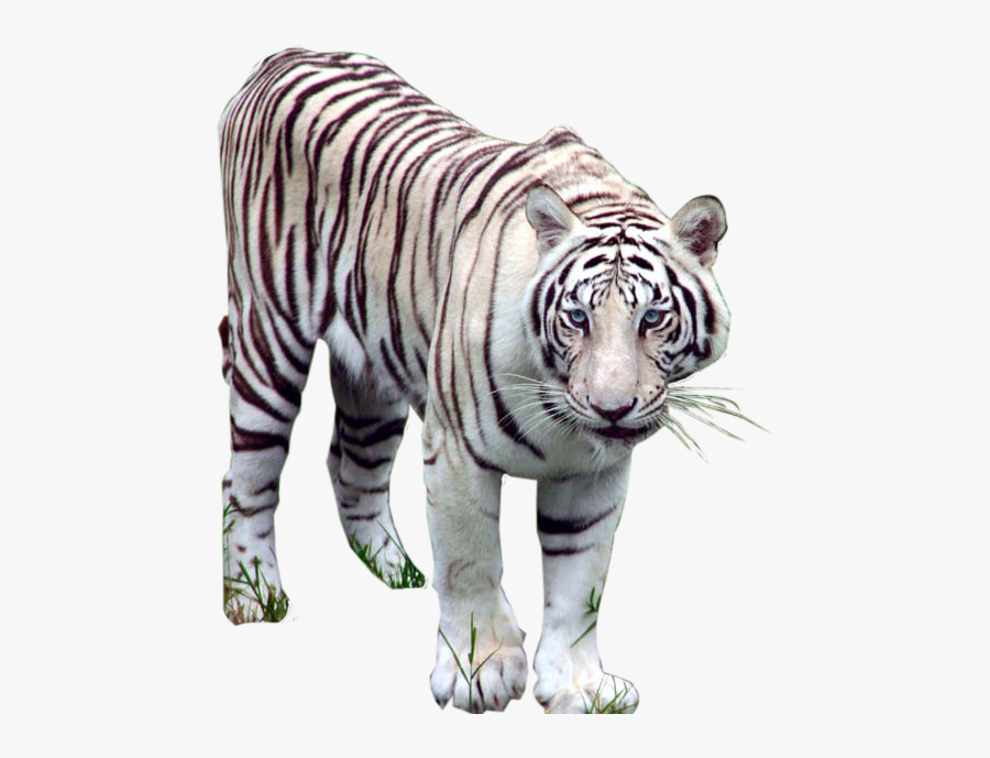 White Tiger Images - Transparent Png White Tiger, Transparent Clipart