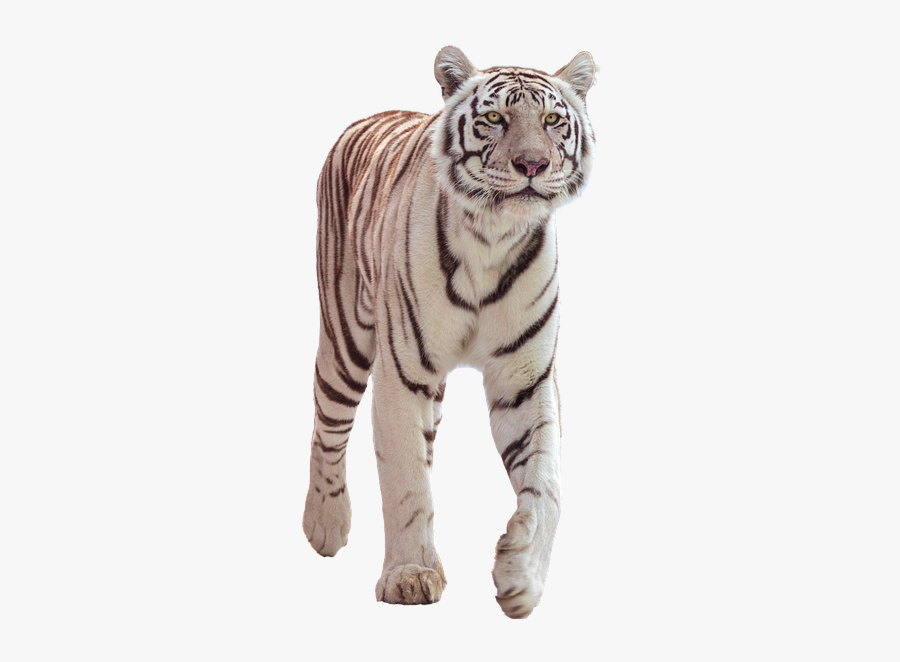 Tiger, Big Cat, White, Wildcat, Attention, Go - Tiger, Transparent Clipart