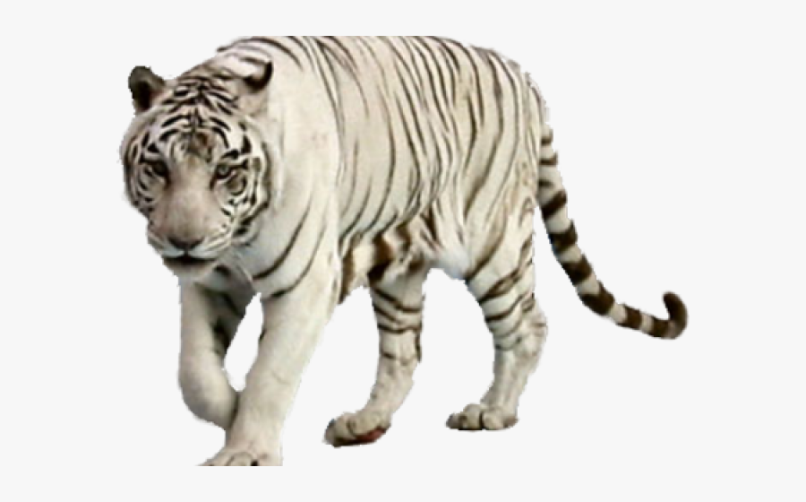 White Tiger Png Transparent Images - Siberian Tiger Png, Transparent Clipart