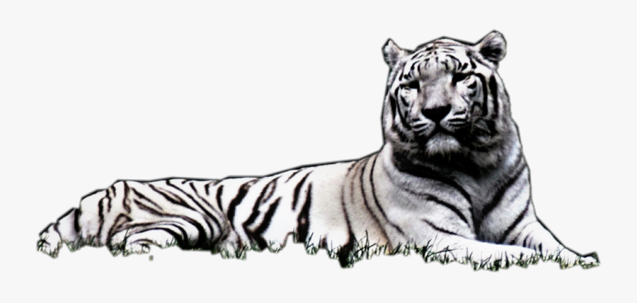 #white #black #tiger #layingdown - Siberian Tiger, Transparent Clipart