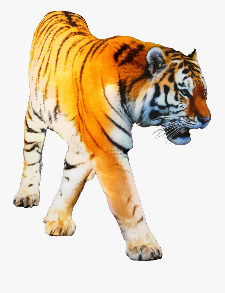 Tiger Portable Network Graphics Transparency Clip Art - Tiger Png Transparent Background, Transparent Clipart