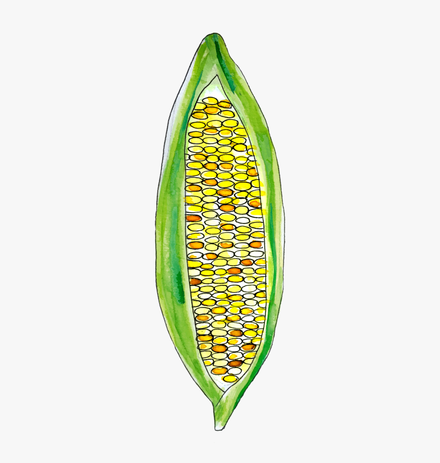 Corn June2018 Lyndsay - Illustration, Transparent Clipart