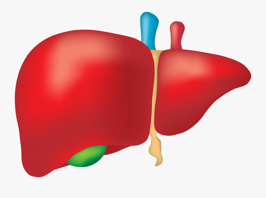 Transparent Liver Clipart, Transparent Clipart