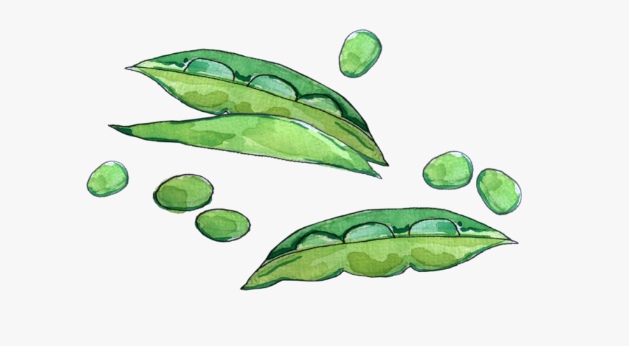 Peas June2018 Lyndsay - Illustration, Transparent Clipart