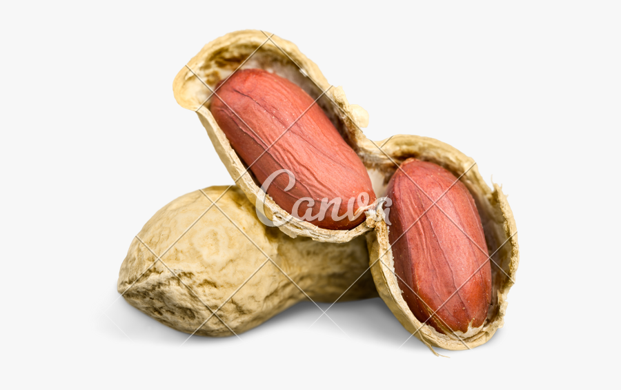 Transparent Peanut White Background - Peanut, Transparent Clipart
