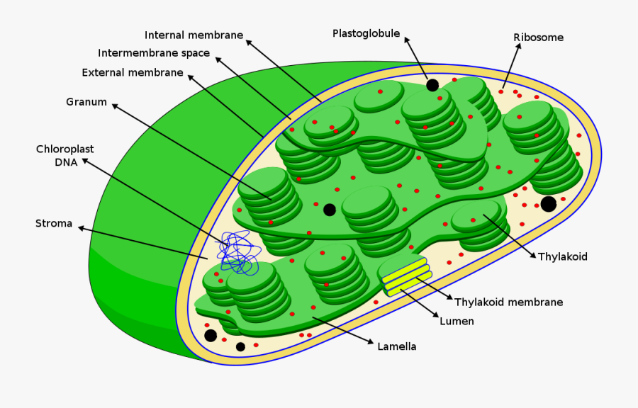 Chloroplasts Diagram - Dna In Chloroplast, Transparent Clipart