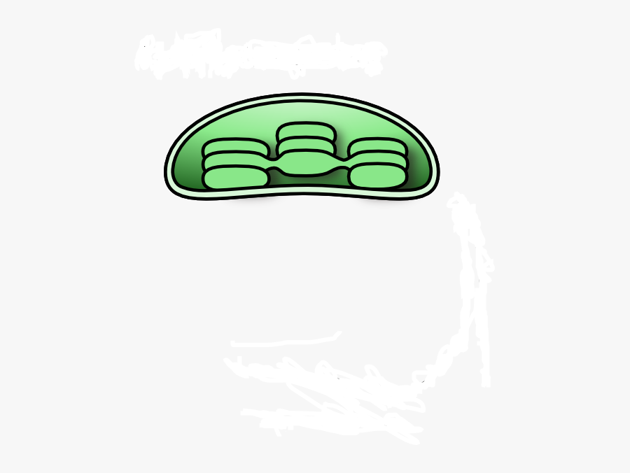 Chloroplast Diagram Unlabeled , Free Transparent Clipart ClipartKey