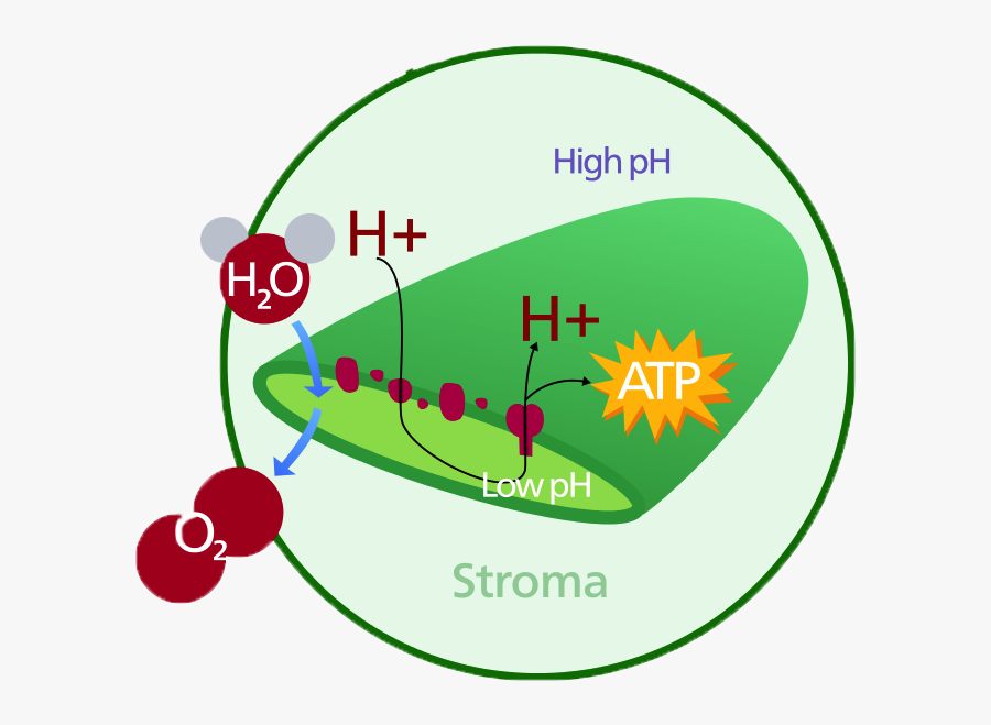 Chloroplast Diagram - Diagrama De Cloroplasto, Transparent Clipart