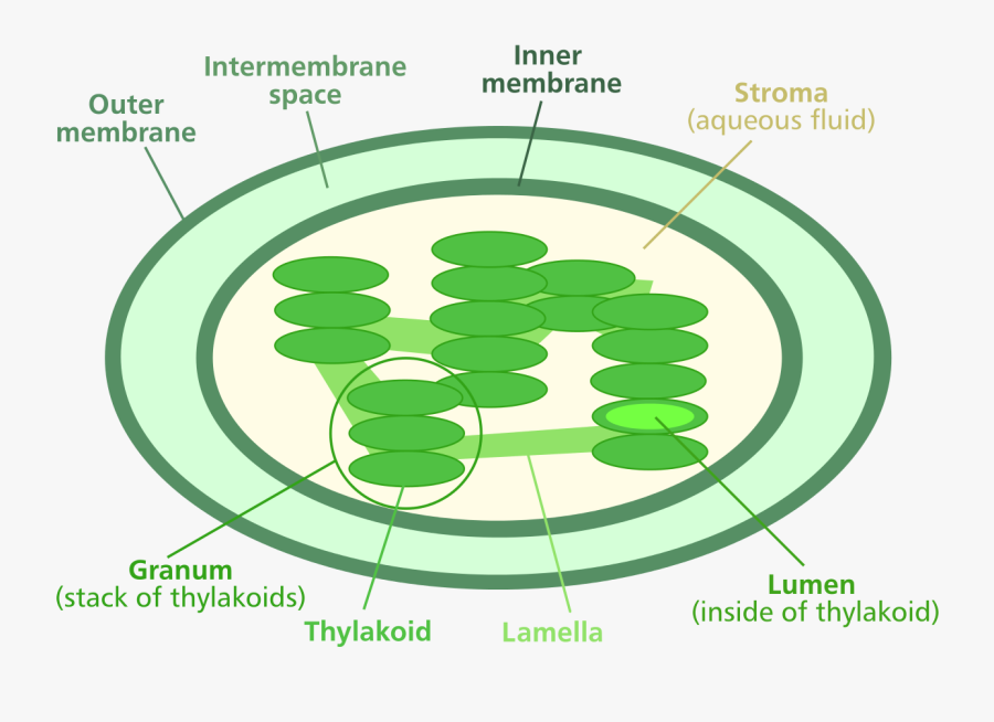 Clip Art Chloroplast Pic - Chloroplast Diagram, Transparent Clipart