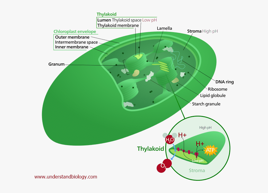 Location Of Chloroplast In A Plant Cell - Qué Es El Cloroplasto, Transparent Clipart