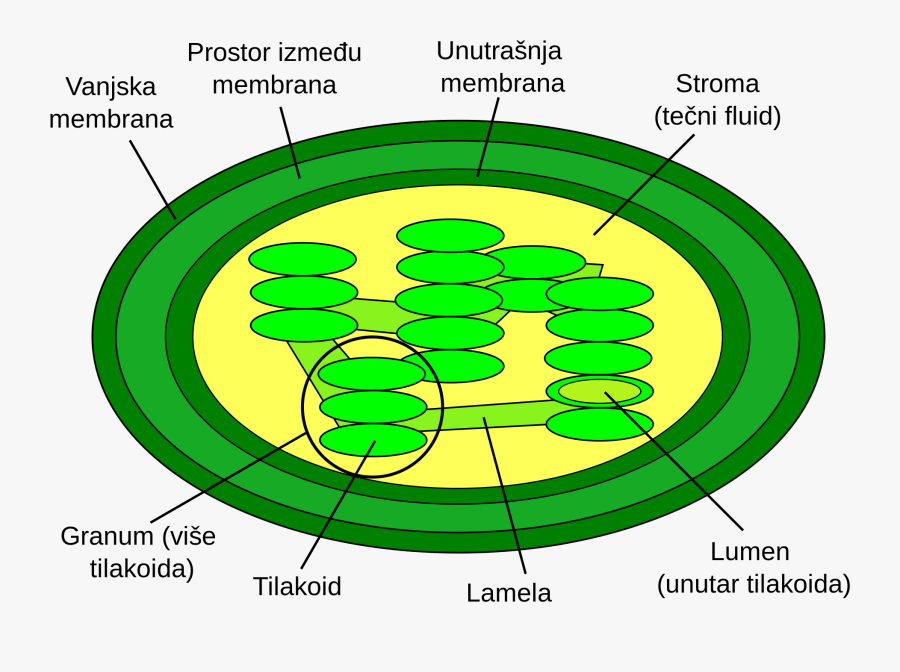 Chloroplast Transparent Label - Structure Of Chloroplast, Transparent Clipart