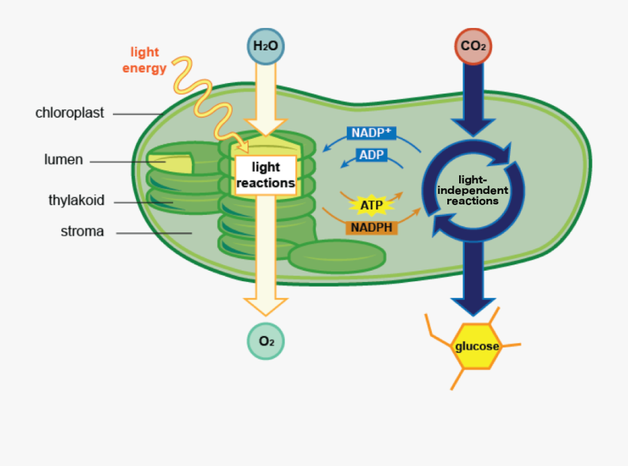 Communities And Ecosystems - Photosynthesis Reactions In The Chloroplast, Transparent Clipart