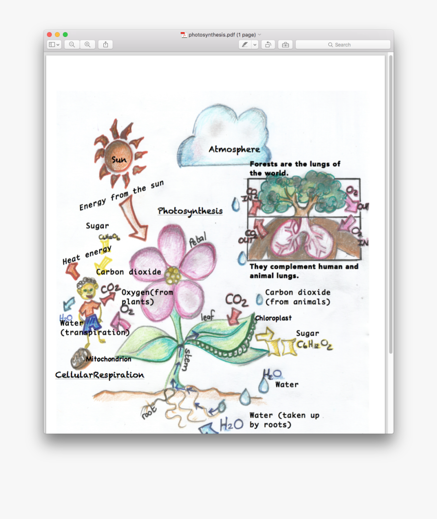 Lungs Clipart Respiration - Cartoon, Transparent Clipart