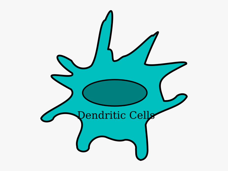 Celula Dendritica Png, Transparent Clipart