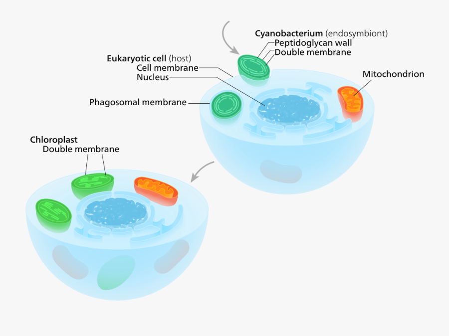 Endosymbiotic Origin Of Mitochondria And Chloroplast, Transparent Clipart