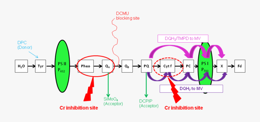 Transparent Chloroplast Png - Photosynthesis Inhibitor, Transparent Clipart