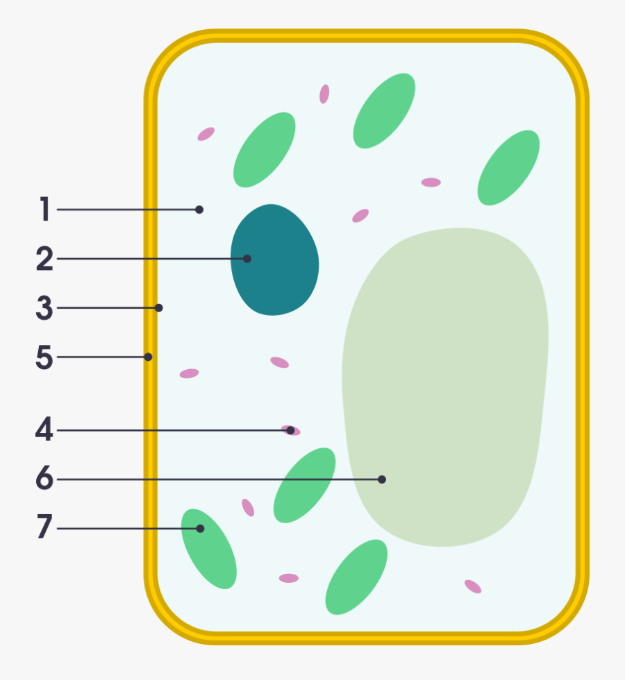 Simple Diagram Of Plant Cell - Simple Plant Cell, Transparent Clipart