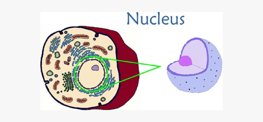 Nucleus In An Animal Cell Free Transparent Clipart Clipartkey