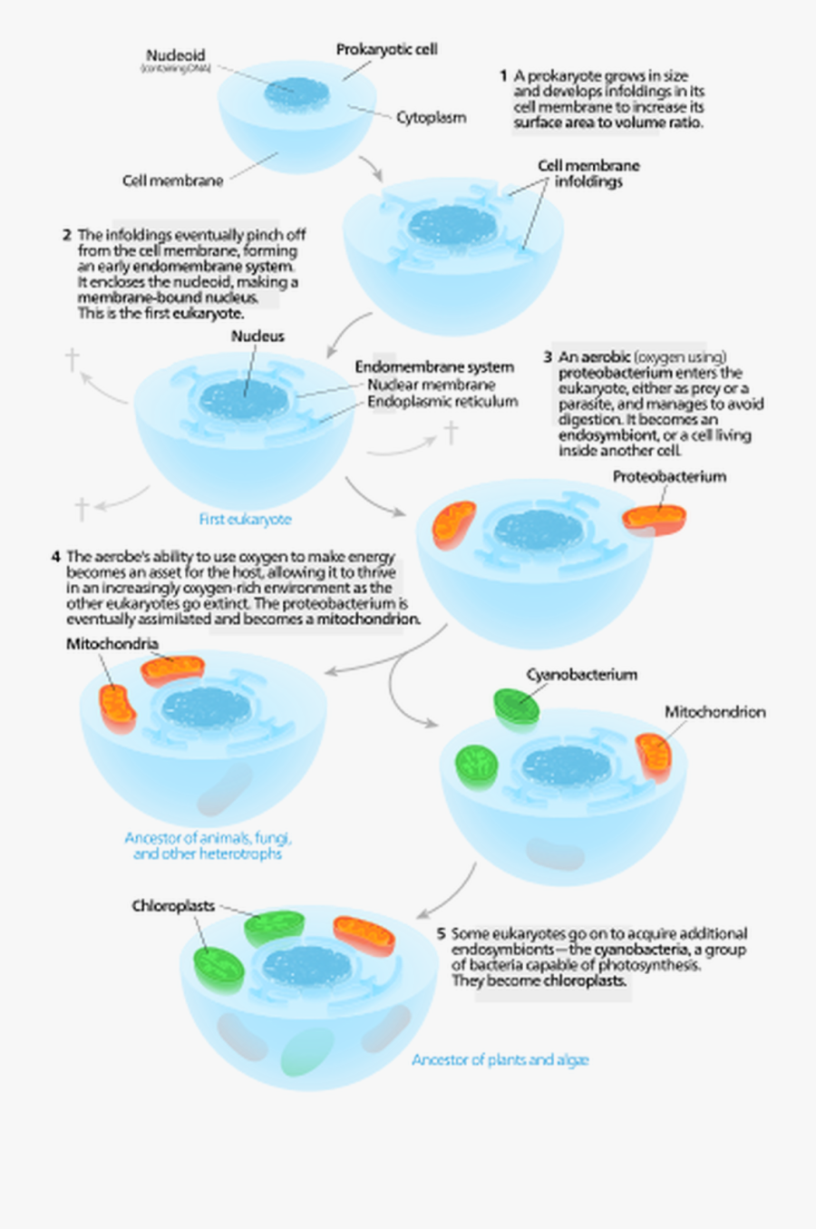 Chloroplast Clipart, Transparent Clipart