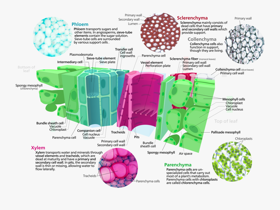 Tissues Of Plant, Transparent Clipart