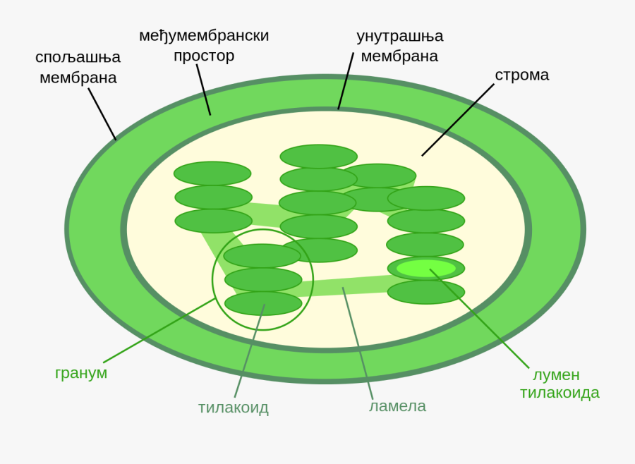 Chromoplast Diagram - Photo - Chloroplast Diagram, Transparent Clipart