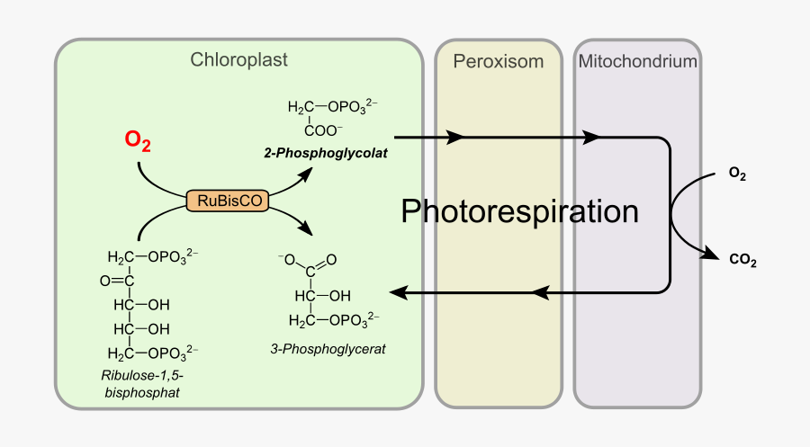 Photorespiration - Dark Respiration Vs Photorespiration, Transparent Clipart