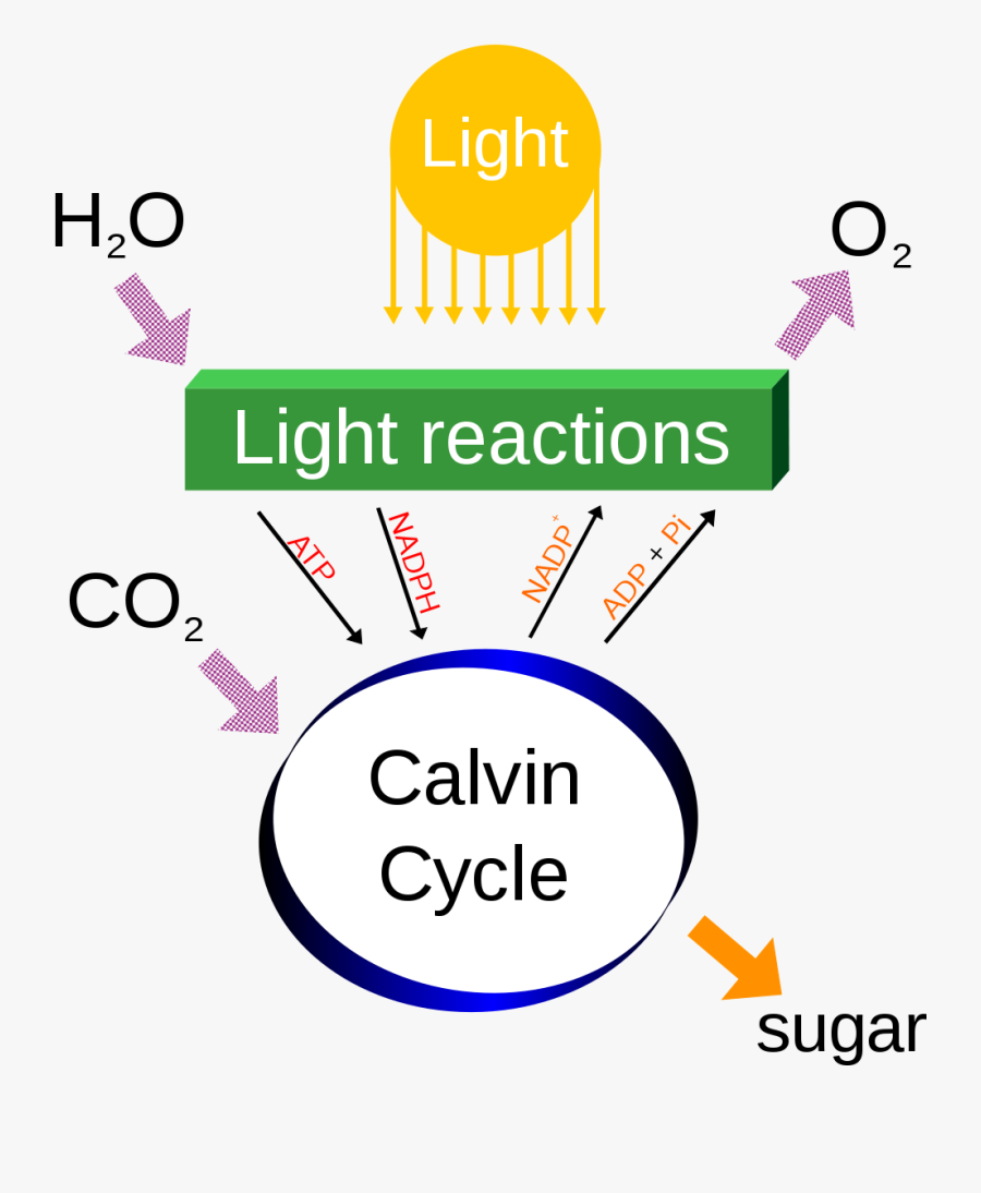 Cellular Respiration Photosynthesis, Transparent Clipart