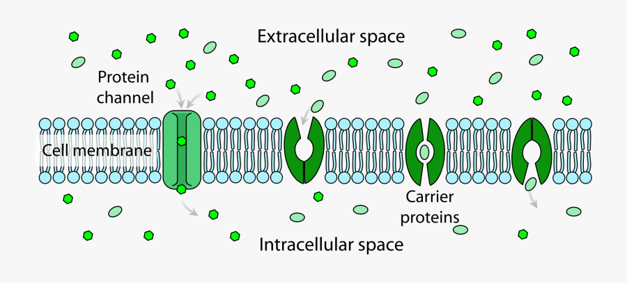Passive And Facilitated Transport Mechanisms, Transparent Clipart