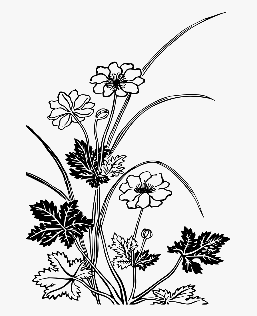 Petals Drawing Plant - Flowering Plants Black And White, Transparent Clipart