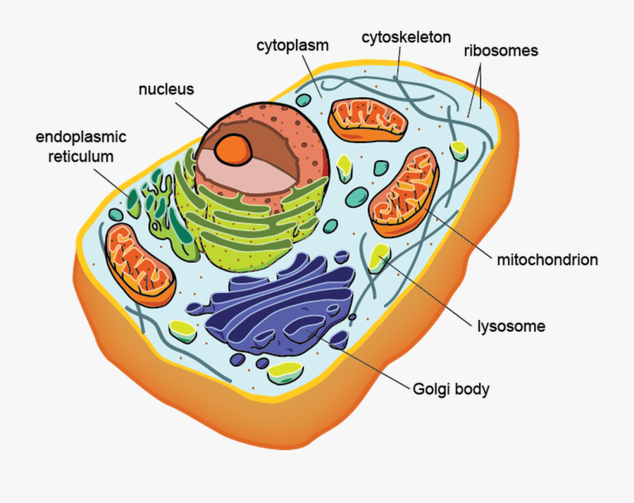 Cell Structure/function & Cell Membrane/transport - Eukaryotic Cell Prokaryotic Cells, Transparent Clipart