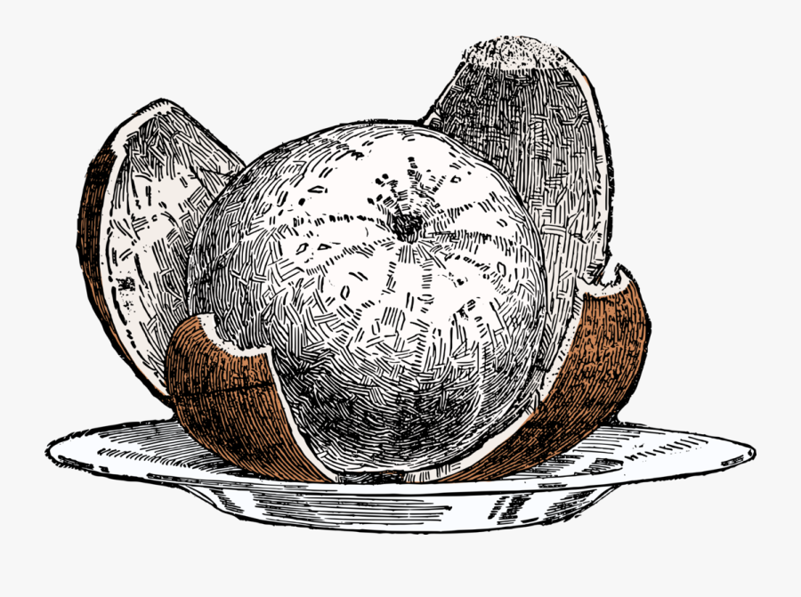 Plant,tree,sphere - Circle, Transparent Clipart