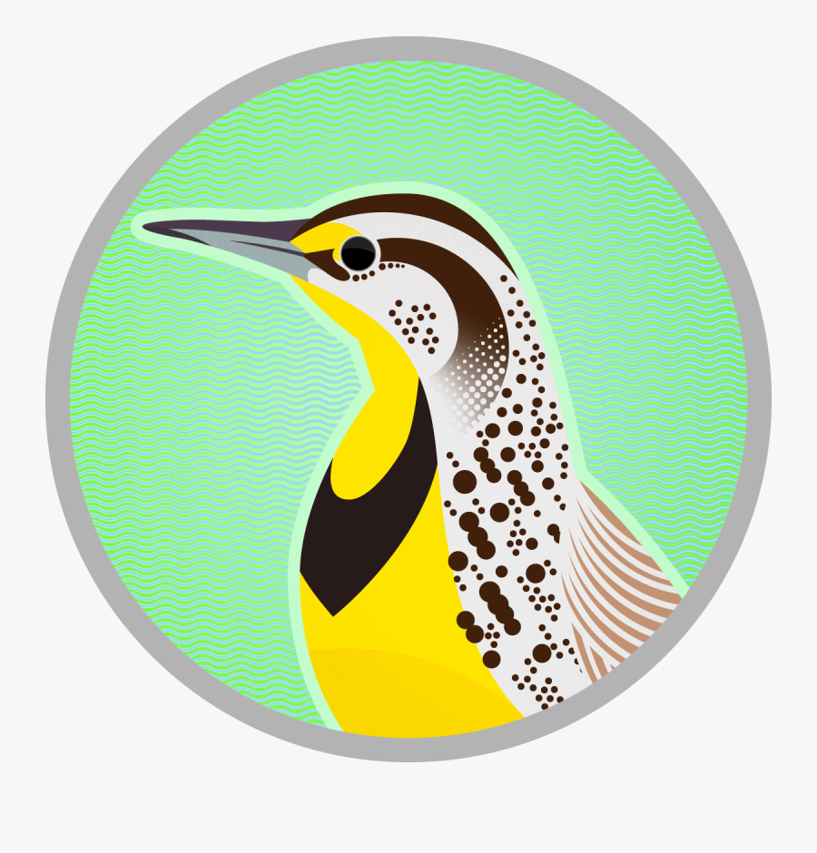 Birds Of Western Meadowlark - Piciformes, Transparent Clipart