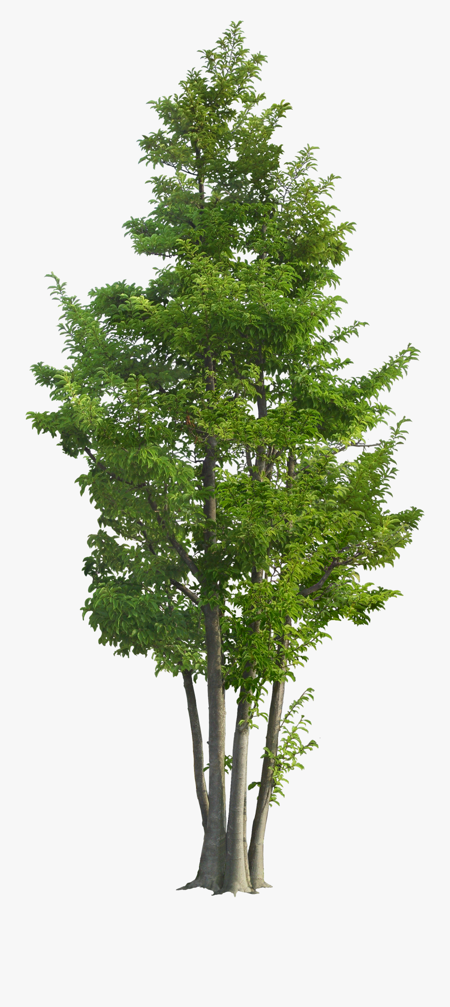 Garden Tree Trees Rotunda Green Ilex Landscape Clipart - Tree Garden Png Free, Transparent Clipart