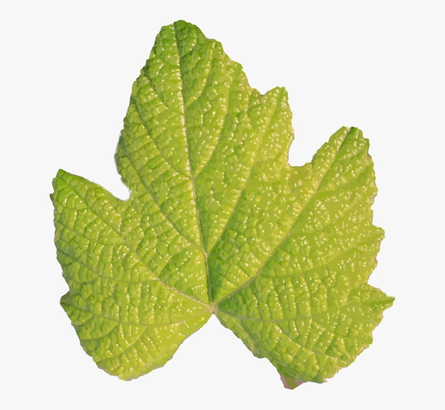 Herb,plant,grape Leaves - Hojas Sin Tallo, Transparent Clipart