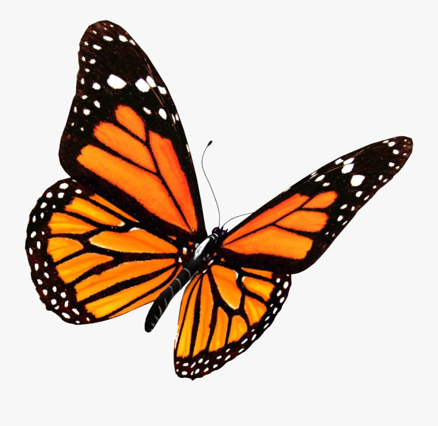 Flying Butterflies Png Transparent Image - Transparent Background Butterfly Png, Transparent Clipart