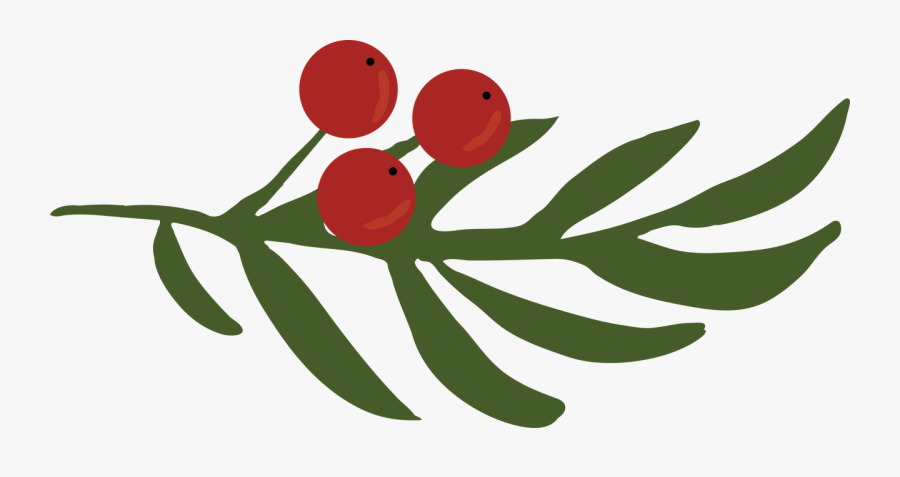 Holly Berries, Transparent Clipart