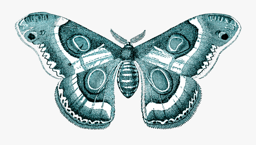 Moth Transparent Png - Moth, Transparent Clipart