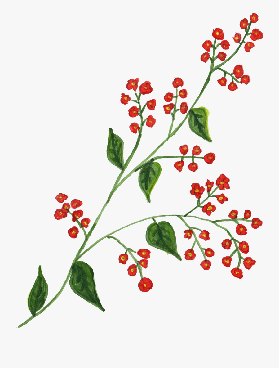 Transparent Holly Berries Png - Gilliflower, Transparent Clipart