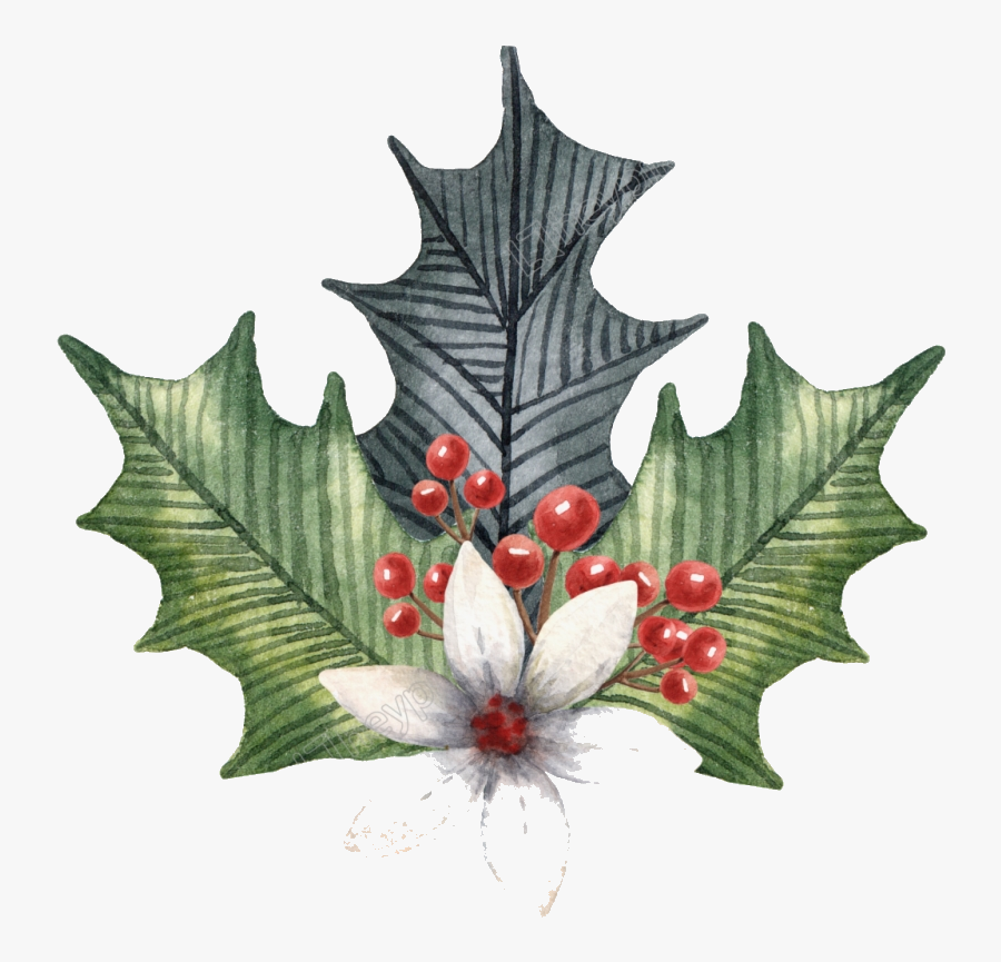 Holly Leaf Leaves Illustration Clipart Transparent - Illustration, Transparent Clipart
