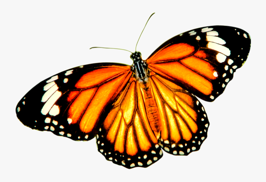 Monarch Butterfly Tiger Danaus Genutia Insect - Search Of A Friend Poem, Transparent Clipart