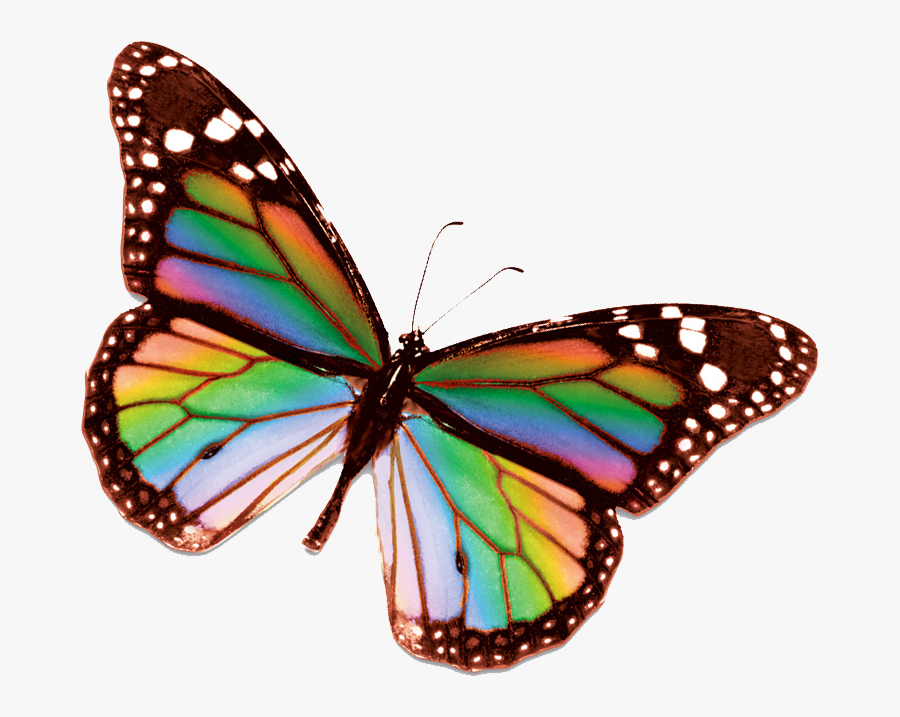 Rainbow Butterfly Clipart Small - Butterfly Stock, Transparent Clipart