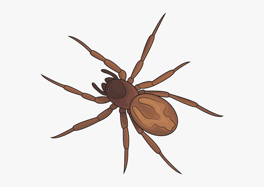 Fox Spider, Transparent Clipart