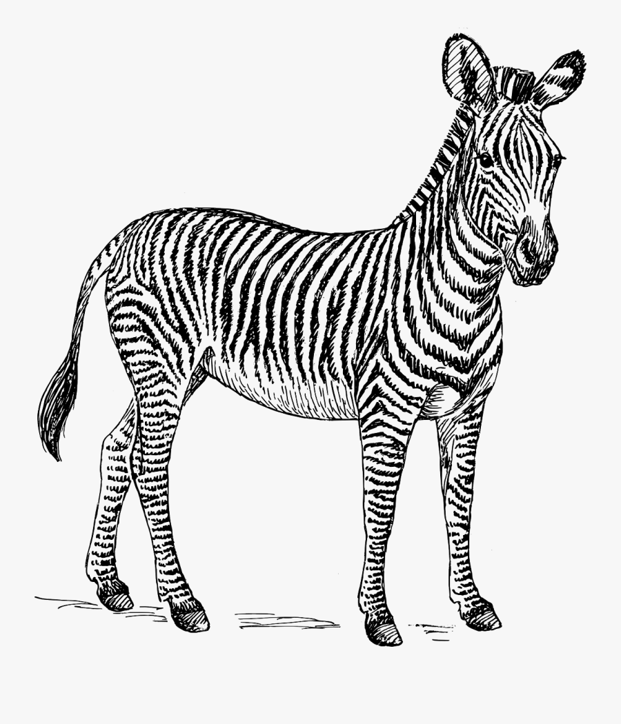 Clip Art Black And White Zebra Pictures Clip Art Zebra Black And