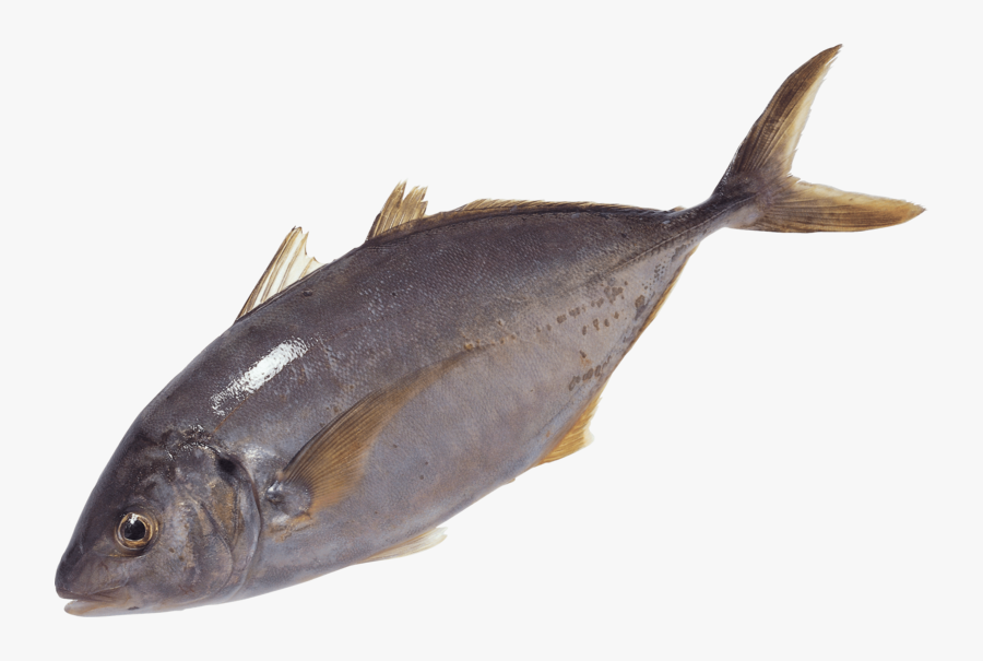 Transparent Tuna Fish Png, Transparent Clipart