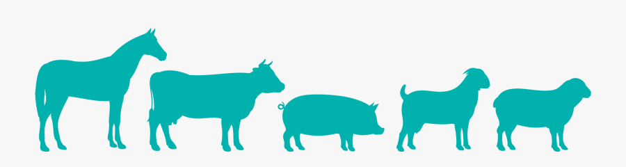 Borrego Y Puerco Vectores, Transparent Clipart