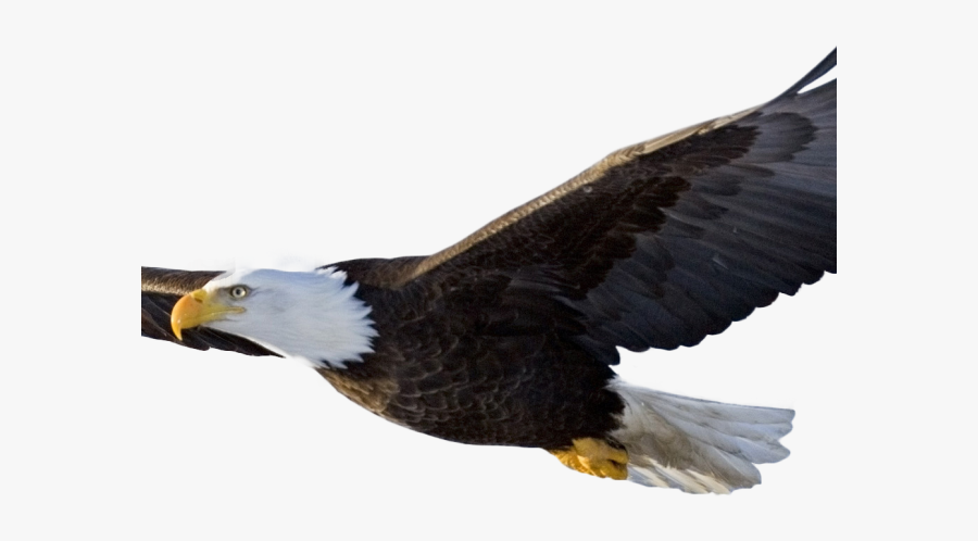 Eagle With No Background, Transparent Clipart